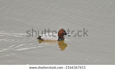 pochard swimming on the river water
