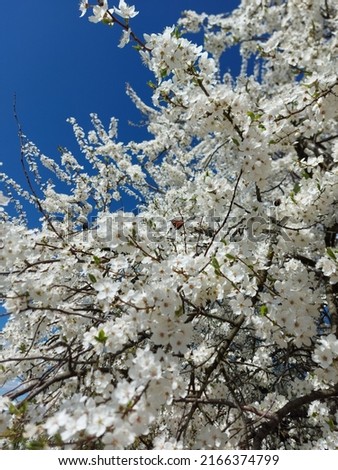 Beautiful blooming flowers of apple tree