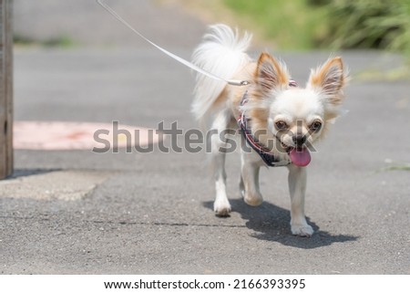 chihuahua small dog companion animal