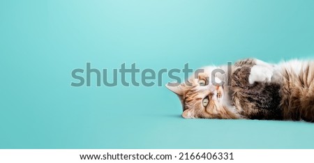 Cute cat lying on back with paws up on colored background. Relaxed and happy indoor cat with paws in the air. Fluffy long hair female kitty. Torbie or calico cat. Selective focus. Blue background. Royalty-Free Stock Photo #2166406331