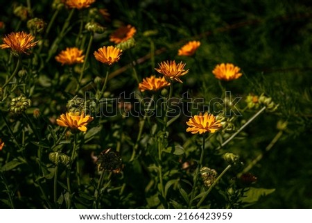 A close up of English Marigold flowers. Calendula Officinalis - an herbaceous perennial plant of the Calendula genus of family Asteraceae family. Orange flowers, nature background
