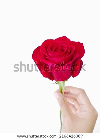 hand holding red rose. red rose isolated on white background.