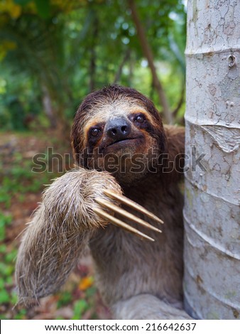 Portrait of Brown-Throated sloth on a tree, Panama, Central America Royalty-Free Stock Photo #216642637