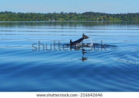 dolphin diving into the calm water of Dolphin bay in the archipelago of Bocas del Toro, Caribbean sea, Panama Royalty-Free Stock Photo #216642646