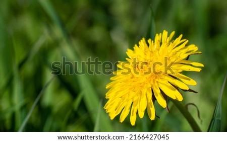 Spring flower yellow dandelion on green grass background. High quality photo