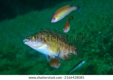 under water fish macro photo