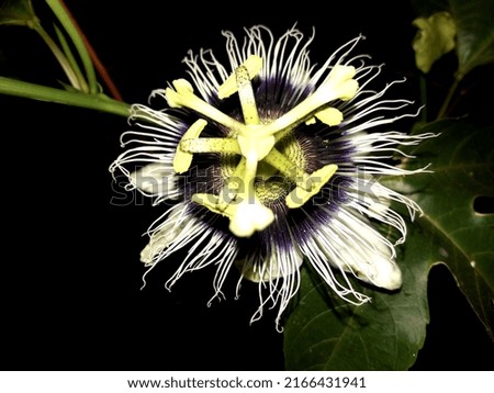 a rare picture of passion fruit flower