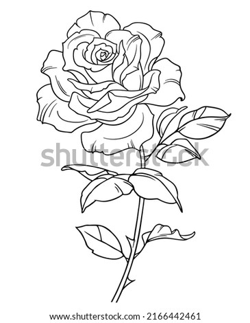 Rose vector illustration, Roses with leaves and spines, Isolated on white background