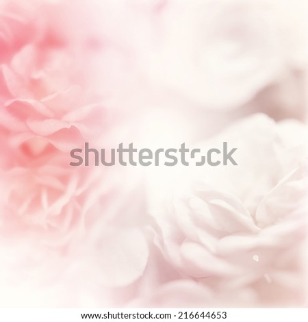 sweet color roses in soft color and blur style for background