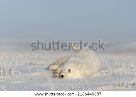 Wild arctic fox lying in tundra in winter time. Funny arctic fox playing.