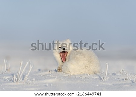 Wild arctic fox (Vulpes Lagopus) in tundra in winter time. White arctic fox yawning.