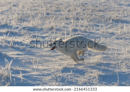 Wild arctic fox (Vulpes Lagopus) in tundra in winter time. White arctic fox running. Royalty-Free Stock Photo #2166451333