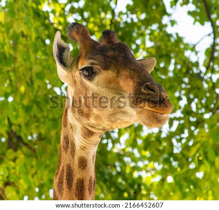 Giraffe in summer day, close up