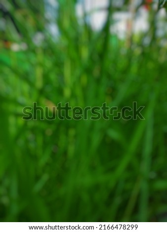 Defocused abstract background of green grass.