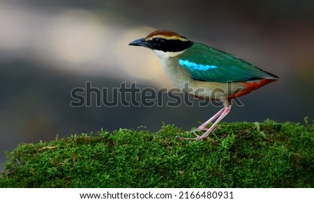 A beautiful colorful bird perched on a moss log in the morning sunlight. Fairy pitta