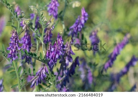 Vicia villosa, the hairy vetch violet flowers in meadow  closeup selective focus