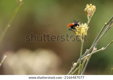 A pompilid wasp also known as spider-hunting wasp feeding from the nectar of a flower.
