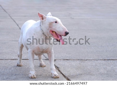 Pet portrait of senior white female English bull terrier (13 year old) standing on wide concrete courtyard in evening time