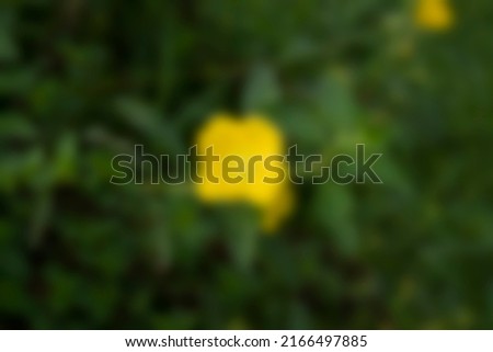 a blur photo of yellow and green flowers