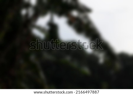 a blur photo of some banana trees