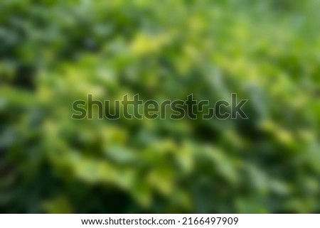a blur photo of a collection of leaves