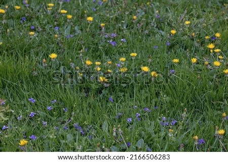 meadow with dandelions on a sunny day