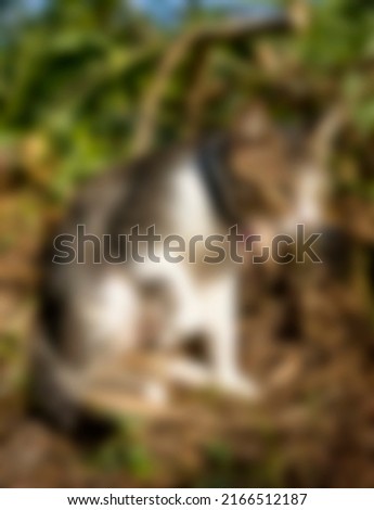 photo of a cat with a natural background