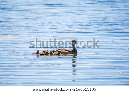 A family of ducks, a duck and its little ducklings are swimming in the water. The duck takes care of its newborn ducklings. Ducklings are all together included. Mallard, lat. Anas platyrhynchos Royalty-Free Stock Photo #2166513105