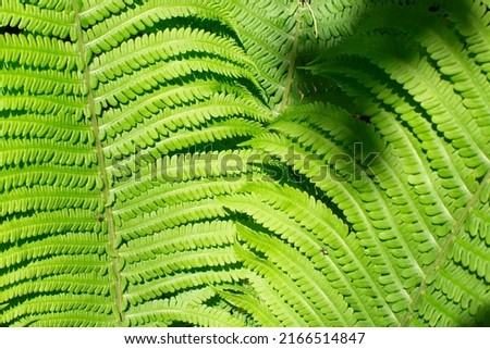 Beautiful fern leaf texture in nature. Natural ferns background Fern leaves Close up ferns nature. Fern plants in forest. Background of the ferns Nature concept.