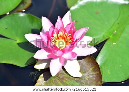 water lilly the beautiful pink flower close up view in my garden pond