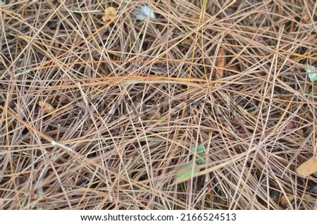 Dried pine leaves as background on the forest floor