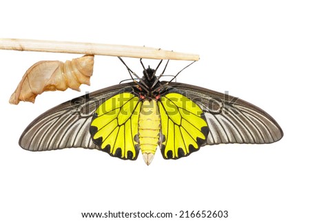 Close up cocoon and belly of male  Common Golden Bird-wing butterfly on white background
