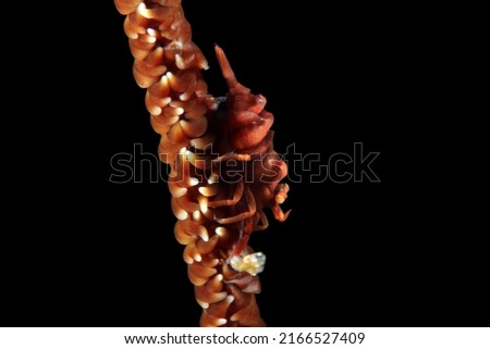 Red Whip Coral Shrimp (aka Black Coral Shrimp, Wire Coral Shrimp) on a Whip Coral. Anilao, Philippines