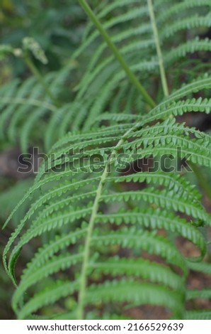 wild forest fern leaf close up