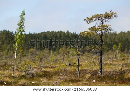 Spring landscape in the swamp. small swamp lakes, mosses and pines. Royalty-Free Stock Photo #2166536039