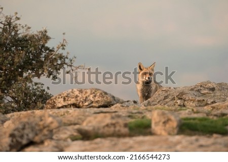 A red fox (Vulpes vulpes) on alert from their hunting territory - stock photo