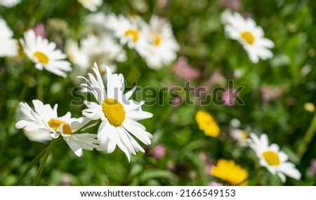 closeup of wild Oxeye daisy (Leucanthemum Vulgare) in sunshine Royalty-Free Stock Photo #2166549153