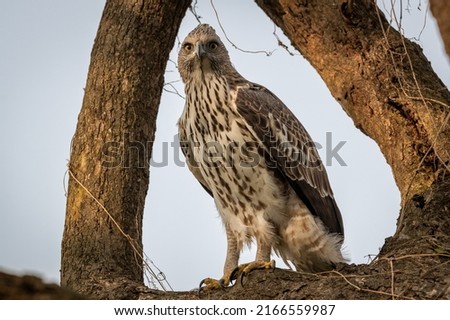 changeable or crested hawk eagle portrait with eye contact perched on tree in natural wood frame at dhikala zone of jim corbett national park or forest reserve uttarakhand india - nisaetus cirrhatus Royalty-Free Stock Photo #2166559987