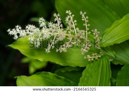 Close up of a white False Solomon's Seal flower. Also known as Feathery False Lily of the Valley, False Spikenard, Solomon's Plume, and Treacleberry. Taylor Creek Park, Toronto, Ontario, Canada. Royalty-Free Stock Photo #2166565325