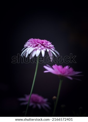 Vibrant pink Chinese aster flower against a black background with selective focus. Flower photography in moody tones and blurred background