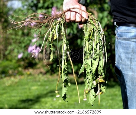 An entire dandelion plant pulled from the ground down to its roots held in a man's fist. Royalty-Free Stock Photo #2166572899