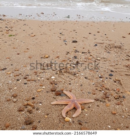 Starfish or sea stars are star-shaped echinoderms belonging to the class Asteroidea. Starfish on the beach in Landguard nature reserve in Felixstowe, Suffolk, East Anglia,  England, Europe. Royalty-Free Stock Photo #2166578649