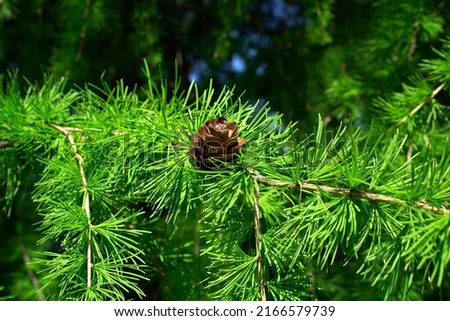 One brown larch cone in the form of a wooden rose grows on a branch covered with juicy green soft needles, close-up, horizontal photo 