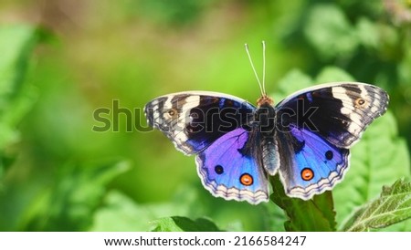 Blue Pansy Butterfly on tree with natural green background, The pattern resembles orange eyes on the black and blue and purple and yellow wing