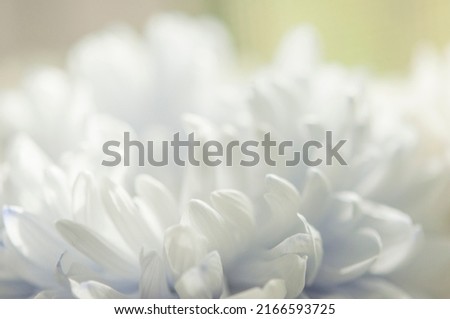 A delicate chrysanthemum flower with white petals. The picture was taken with a macro lens. Selective focus. Blurring.
