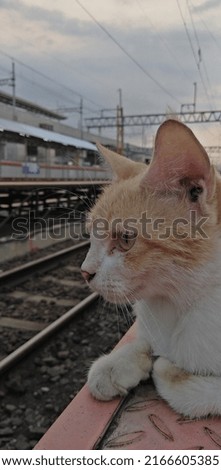 Domestic cat waiting for train