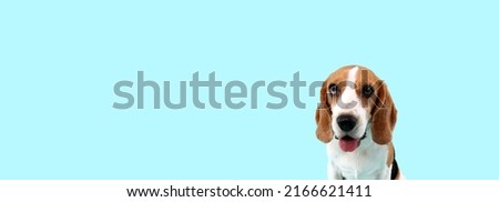 close-up beagle dog on blue background in studio.
