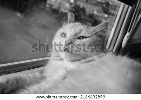 The white cat with black spots lying on table and cloaked on the window. A cute cat is leaning against a window in the afternoon sun, black and white picture. 