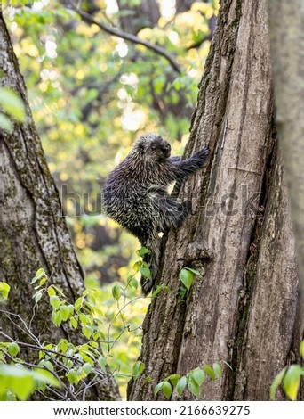 Wildlife Photography in the Woods