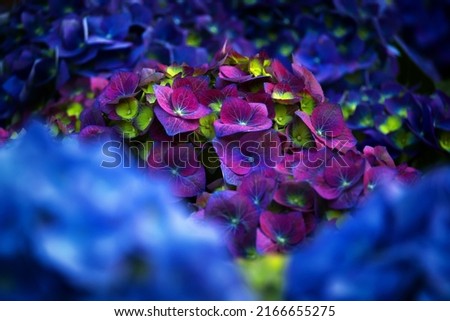 Abstract image of hydrangea flowers background
